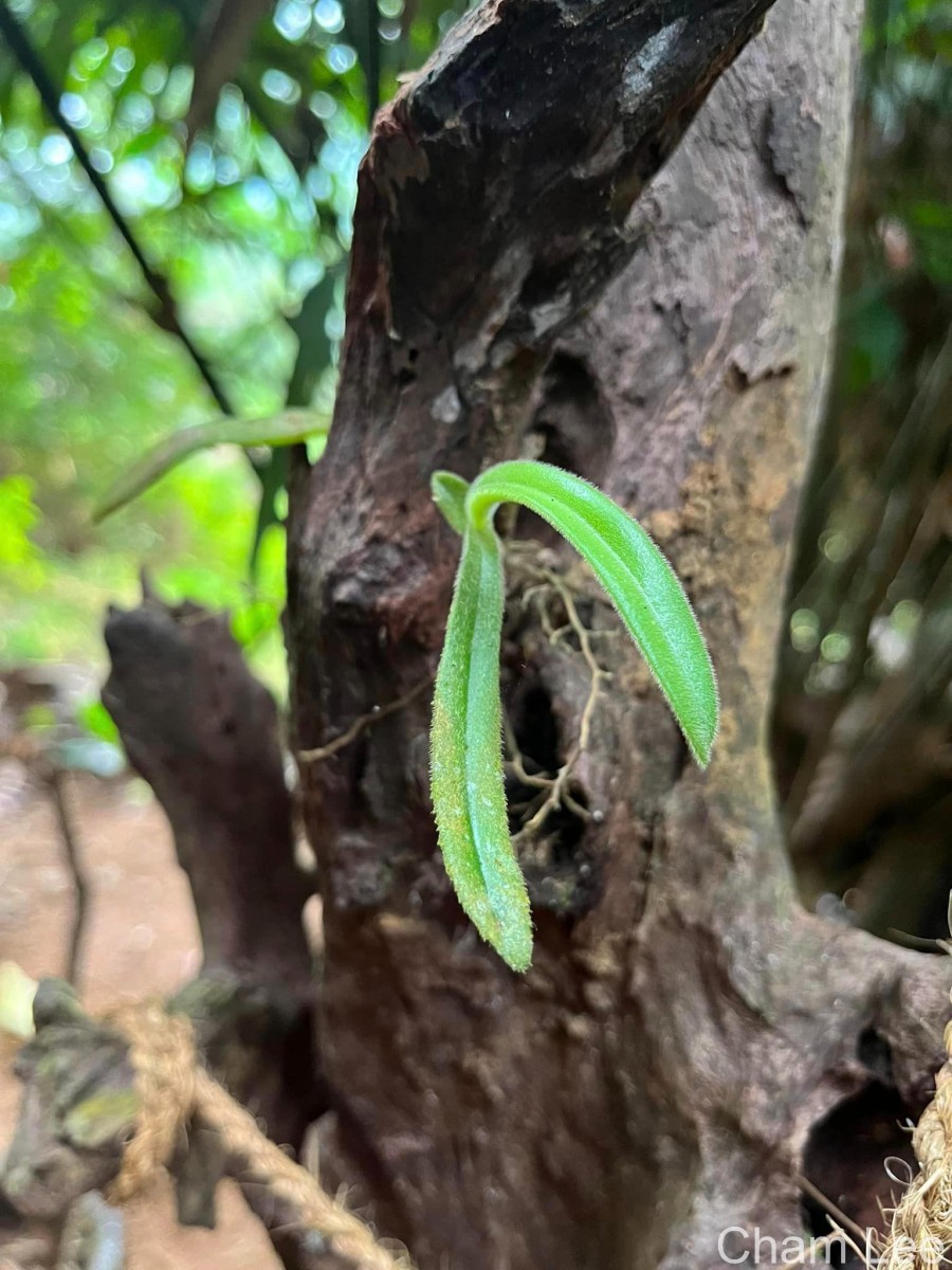 Trichotosia thwaitesii (Trimen) Ormerod & C.S.Kumar